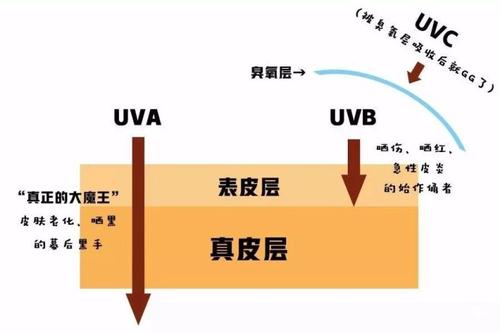 膠原蛋白流失的原因，青檬護膚為你一一解讀