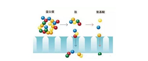 怎樣選擇膠原蛋白？記住這7條秒變行家