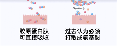 膠原蛋白肽分子量越小好嗎？