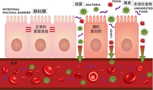 膠原蛋白的功效與作用 這幾點(diǎn)你未必知道