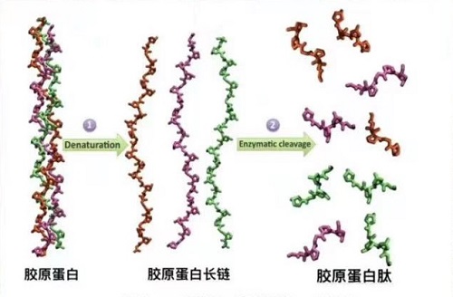 膠原蛋白的功效與作用 與膠原蛋白肽的區(qū)別 