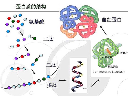 你不了解的真相——補(bǔ)充膠原蛋白是在交智商稅嗎?