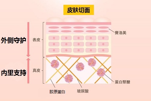 膠原蛋白肽是什么？3招讓吸收效果最大化