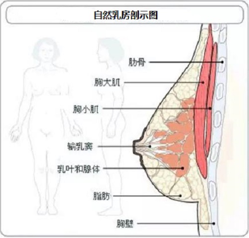 膠原蛋白可以豐胸嗎？膠原蛋白豐胸效果如何？