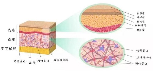 零基礎(chǔ)認(rèn)識皮膚結(jié)構(gòu)，看完整個人皮膚都變好了