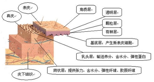 3分鐘了解皮膚結構 看懂理性護膚底層邏輯 不花冤枉錢