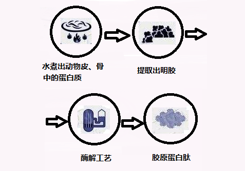 膠原蛋白是怎么生產(chǎn)出來(lái)的？