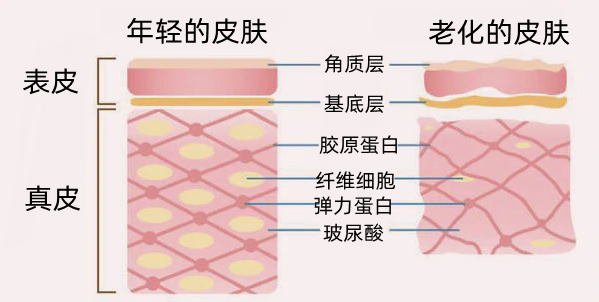 什么是玻尿酸？它有哪些功效？