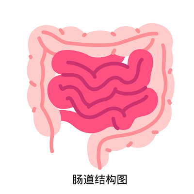 腸道健康的重要性！多虧了你的腸子，你才能感受到快樂……