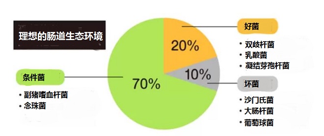 腸道老化會影響哪些方面？8個好習(xí)慣讓腸道年齡“回春”