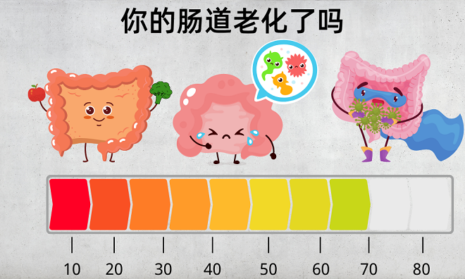 腸道老化會(huì)影響哪些方面？8個(gè)好習(xí)慣讓腸道年齡“回春”