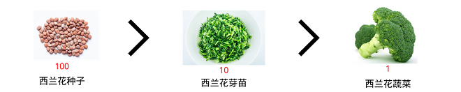 “蔬菜之王”西蘭花的功效與作用 怎么做好吃又有營養(yǎng)