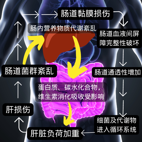 養(yǎng)肝先養(yǎng)腸 解決肝臟問題的鑰匙或許在腸道