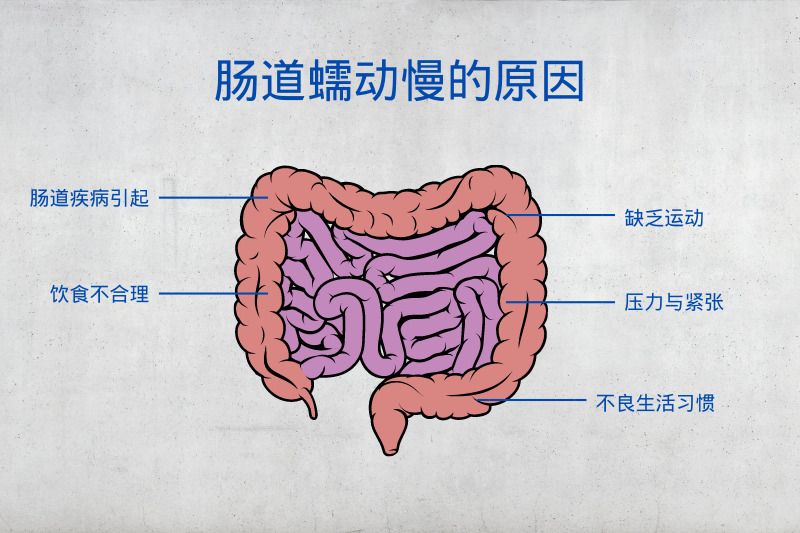 腸道蠕動(dòng)慢原因是什么？如何恢復(fù)腸道蠕動(dòng)功能