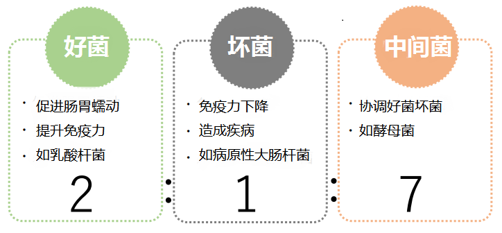 腸道對(duì)人體健康的重要性！為什么要特別呵護(hù)腸道