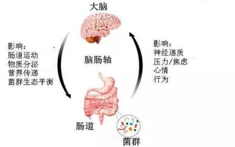 為什么說“腸子是我們的第二大腦”？