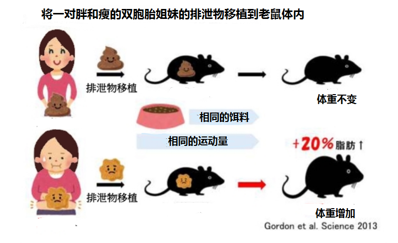  科學(xué)證實：腸道細菌可以改變體重！