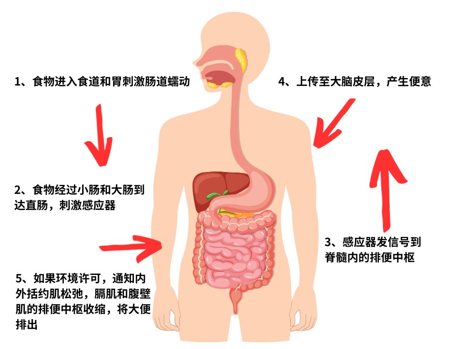 便秘怎么辦？一文看清原因、危害及改善方法