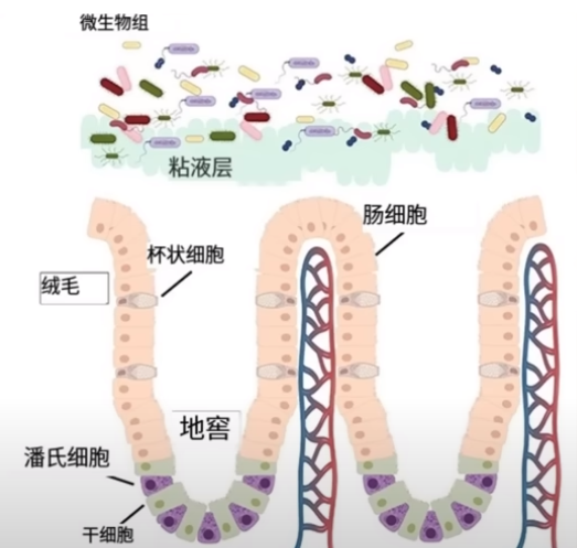 餓肚子能改善腸道健康？細(xì)胞自噬的科學(xué)依據(jù)